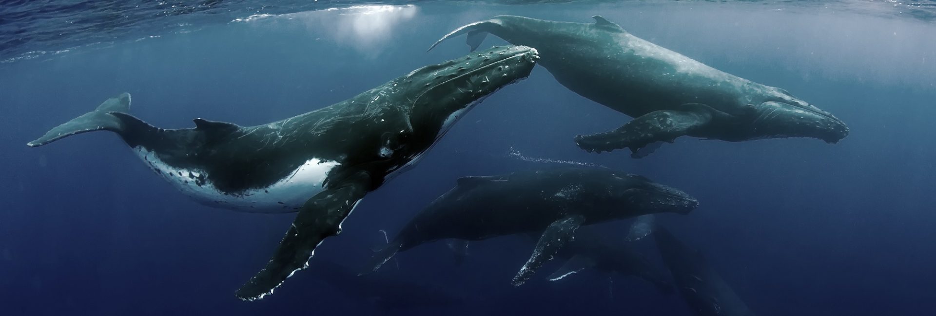 Save The Whales, Save The World