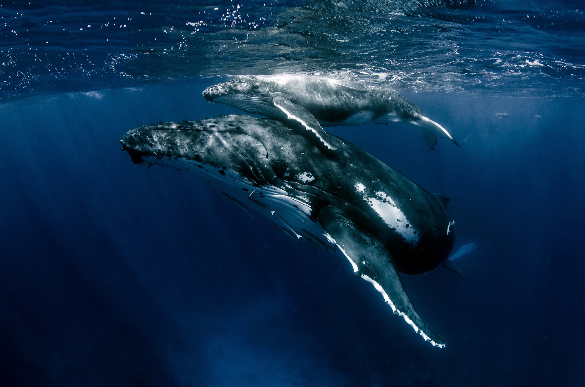 A humpback whale and her calf swimming near the surface in Madagascar, one of the top places to visit during the eighth month