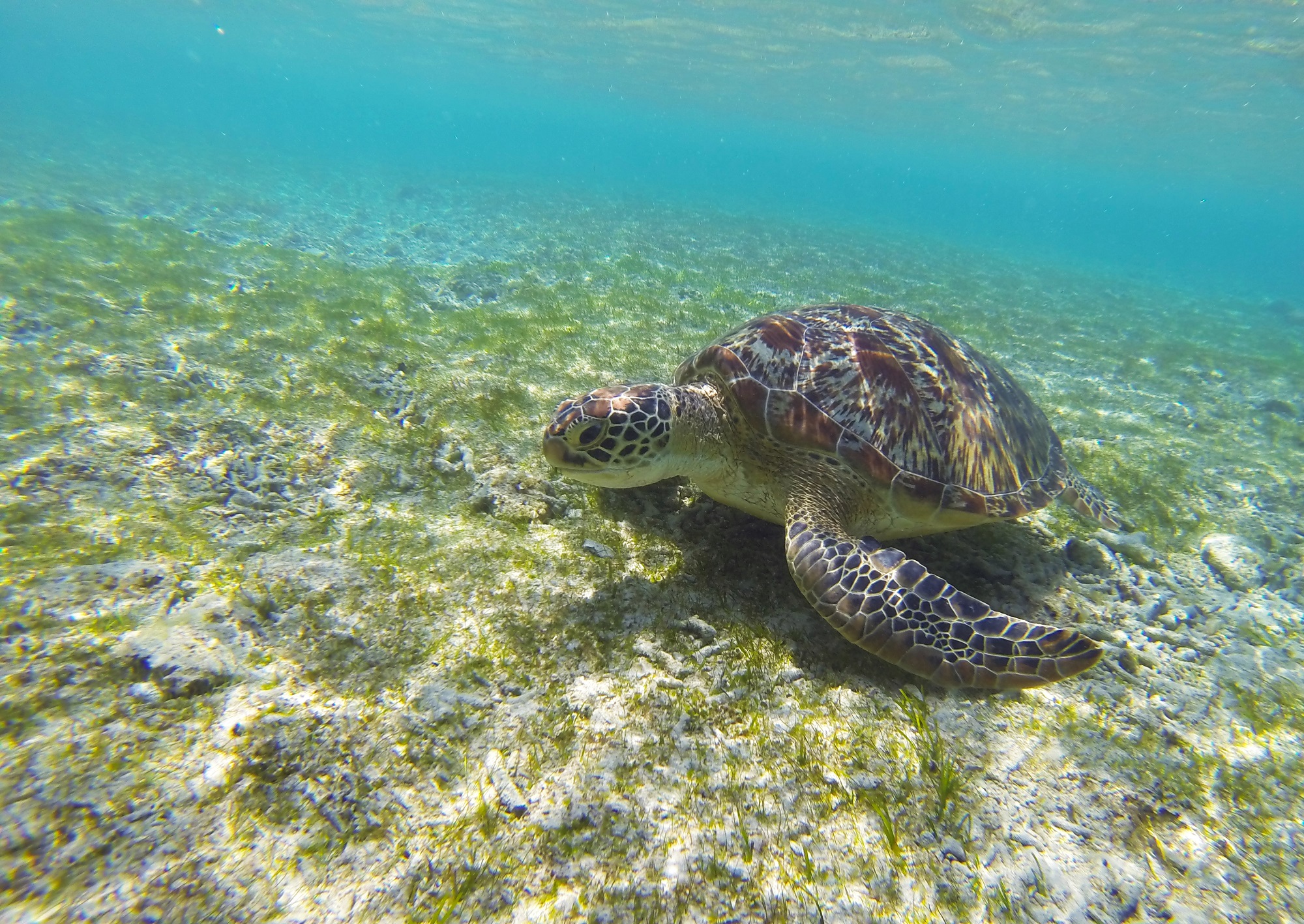 Turtle dive sites in the Gili Islands