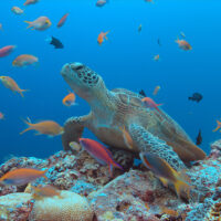 tubbataha-sea-turtle-underwater