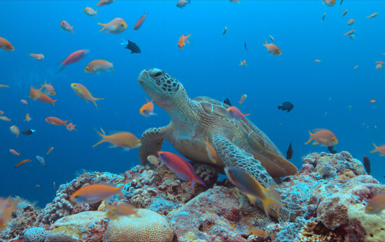 tubbataha-sea-turtle-underwater
