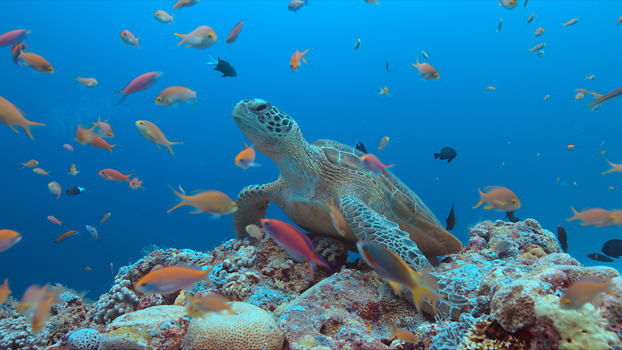 Green sea turtle resting on the coral reef