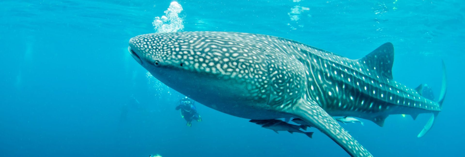 Diving with Whale Sharks – Everything You Should Know