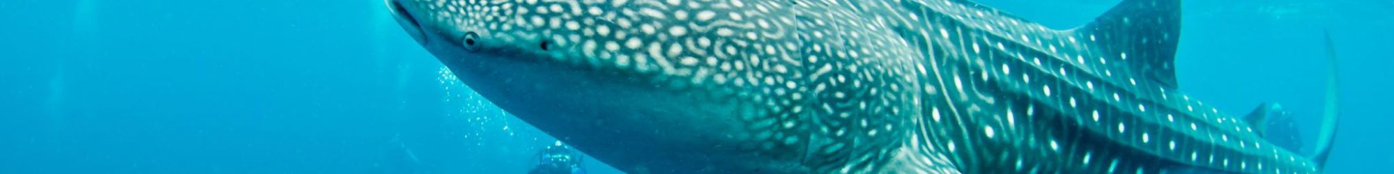 why book with padi travel whale shark indonesia