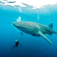 why book with padi travel whale shark indonesia