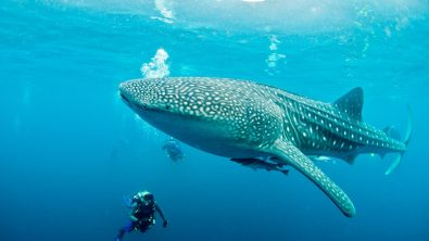 why book with padi travel whale shark indonesia