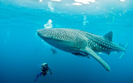 why book with padi travel whale shark indonesia