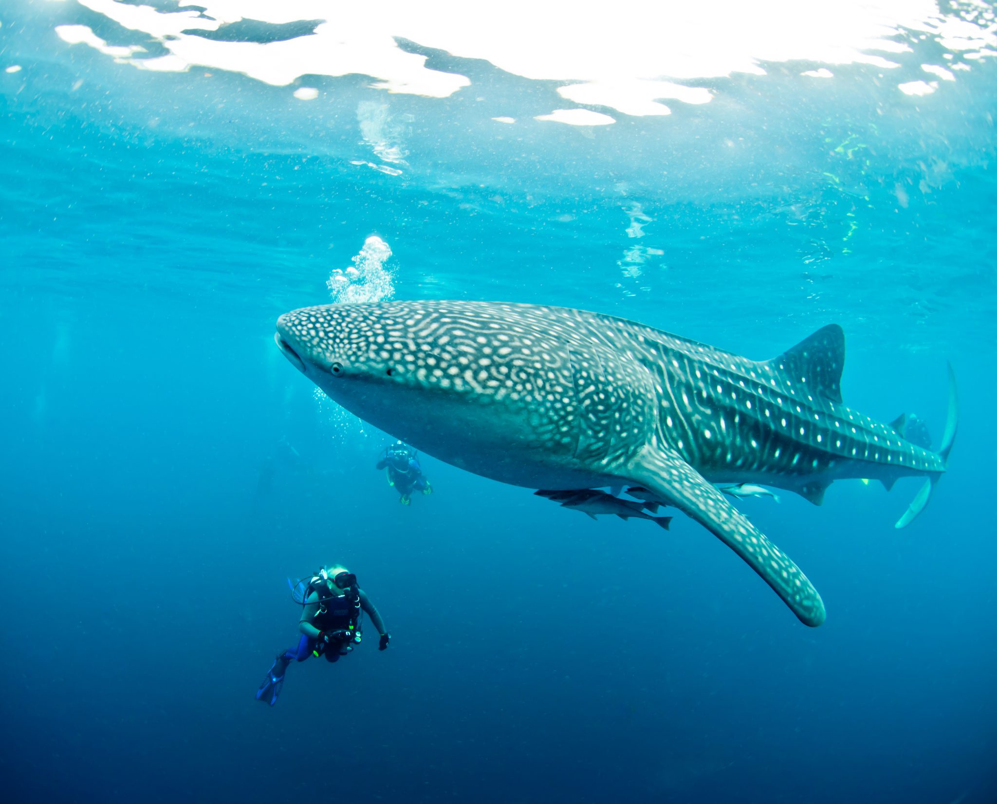 Two scuba divers with a whale shark, which is one of the highlights of scuba diving travel across the world