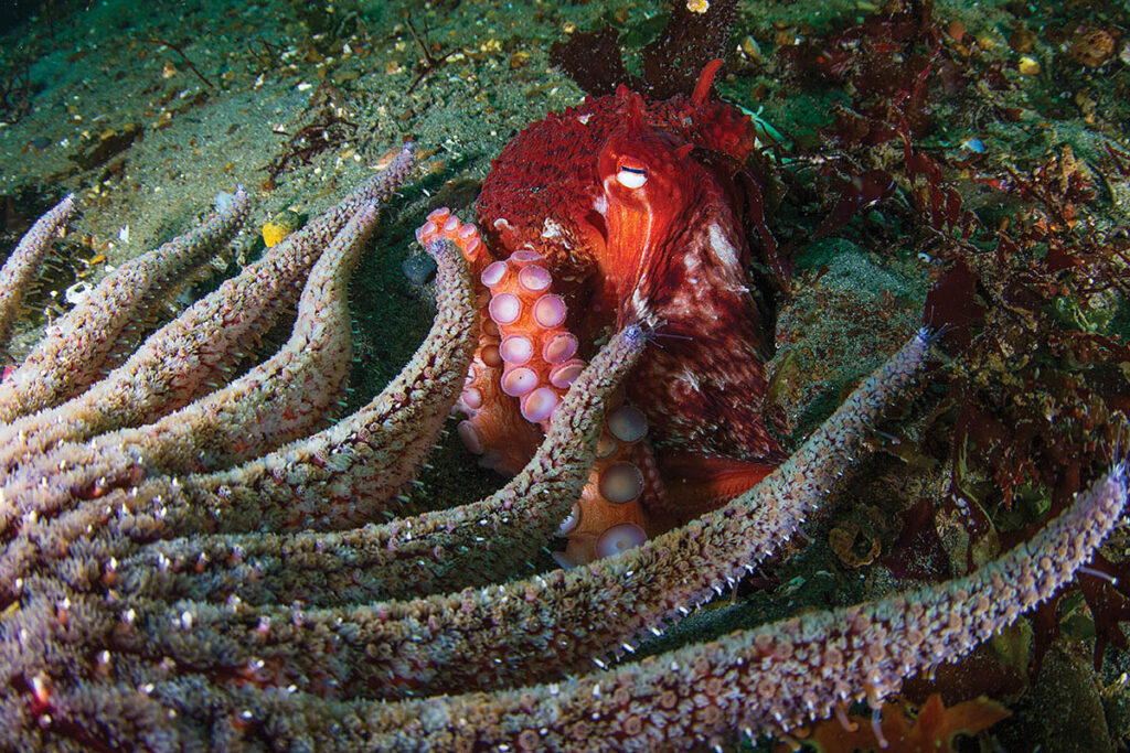 a sea star encroaches on an octopus