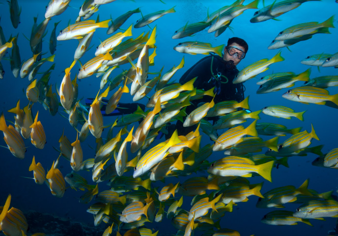 Malaysia - Underwater - Fish - Coral Reef