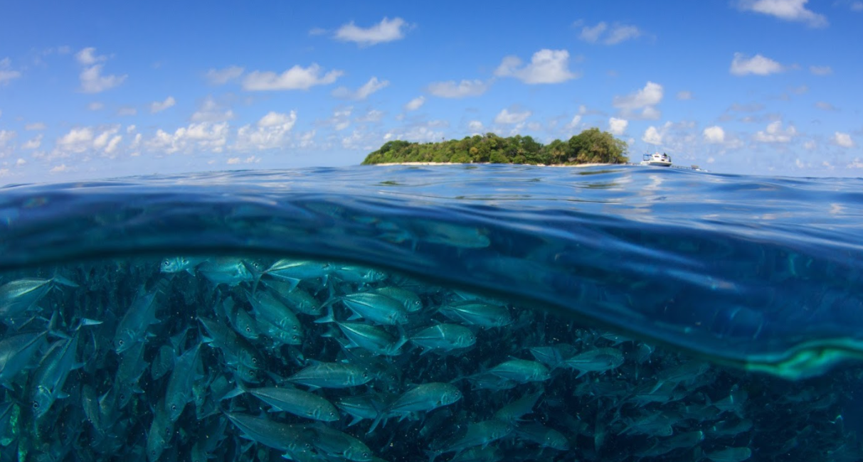 7 PADI Specialty Courses to Take When Diving in Malaysia