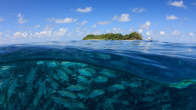 Malaysia - Underwater - Fish
