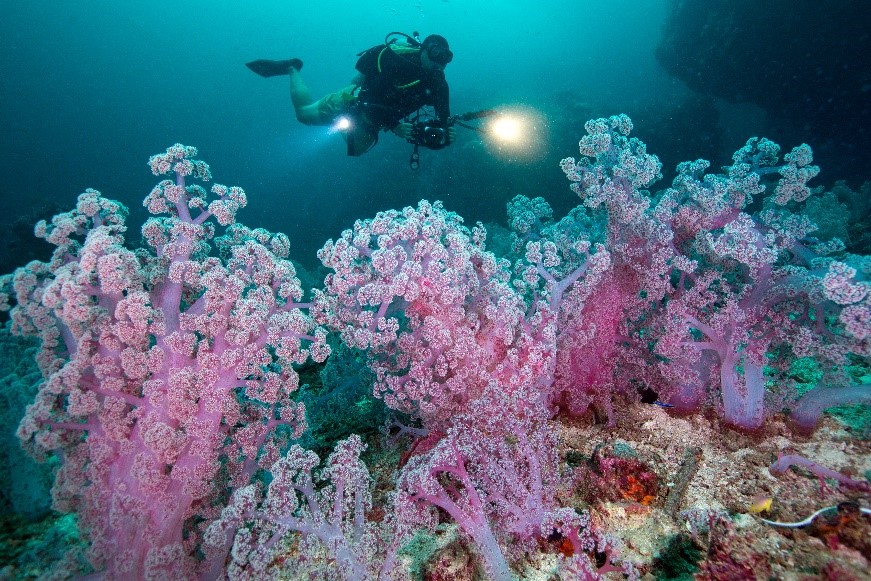 Thailand - Beaches - Island - Underwater - coral