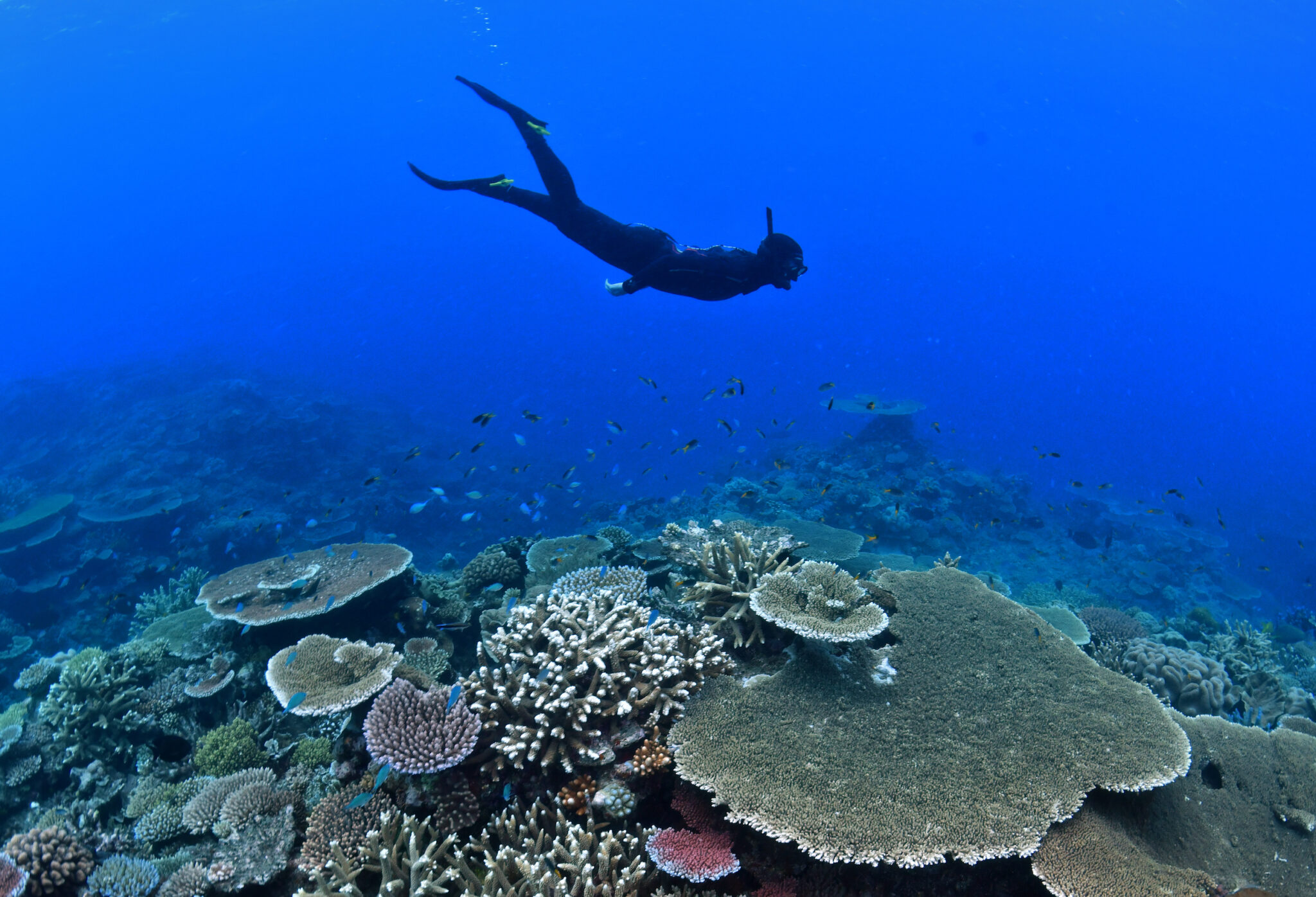 Top 10 Hidden Dive Sites to Explore on the Great Barrier Reef