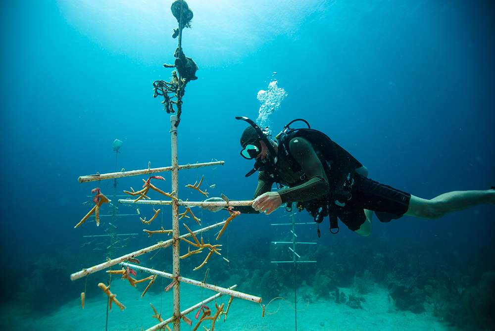 Coral-Restoration-Underwater