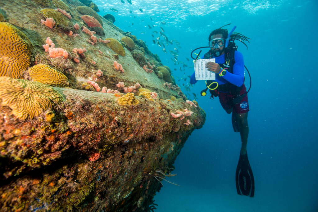 Coral-Restoration-Underwater