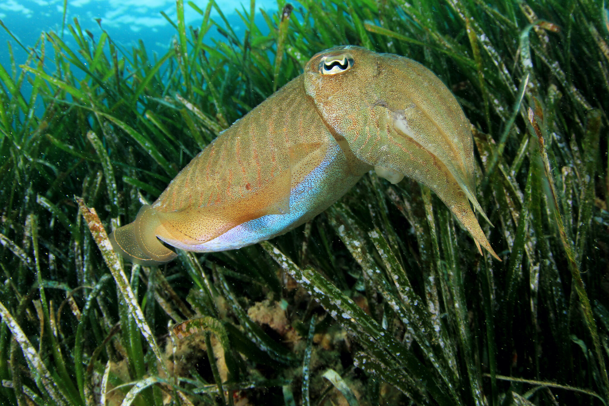 Cuttle fish are just one type of marine life for Brits to see in top dive travel destinations throughout Europe