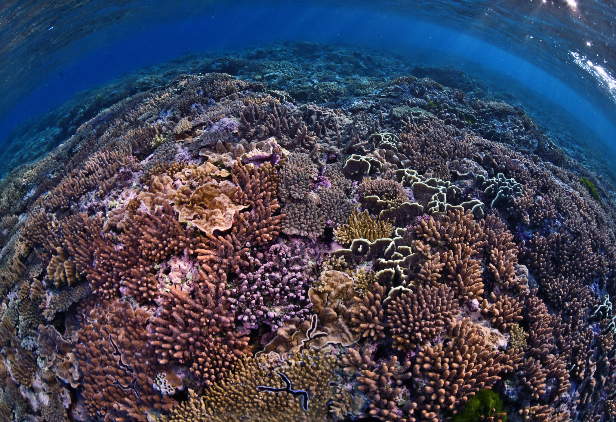 Top 10 Hidden Dive Sites to Explore on the Great Barrier Reef