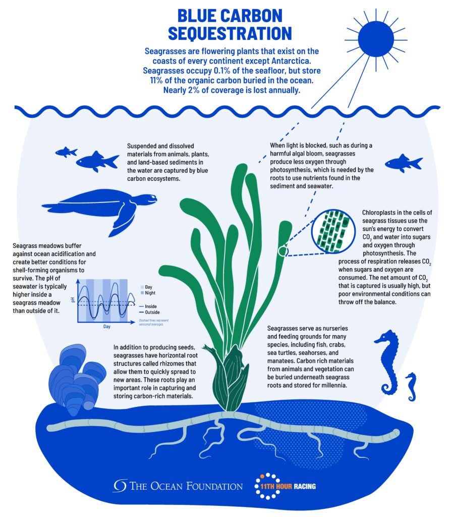 What is blue carbon? A look at how underwater carbon storage helps