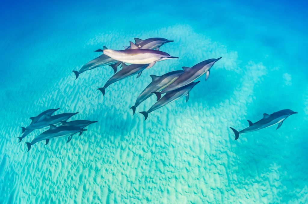 An aerial shot of a pod of dolphins swimming across the seabed in crystal-clear water at a tropical scuba diving destination