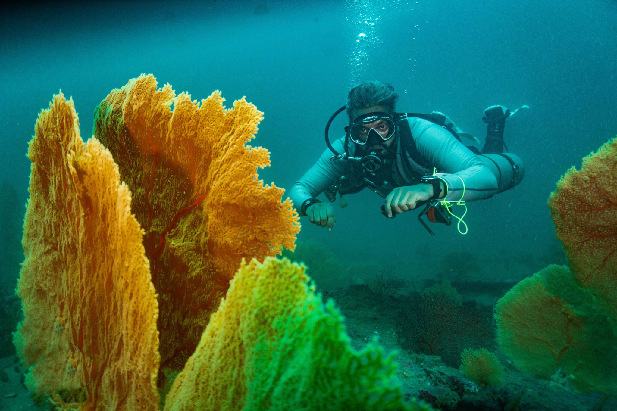 India - Underwater - Coral - Fan - Diving - Pondicherry