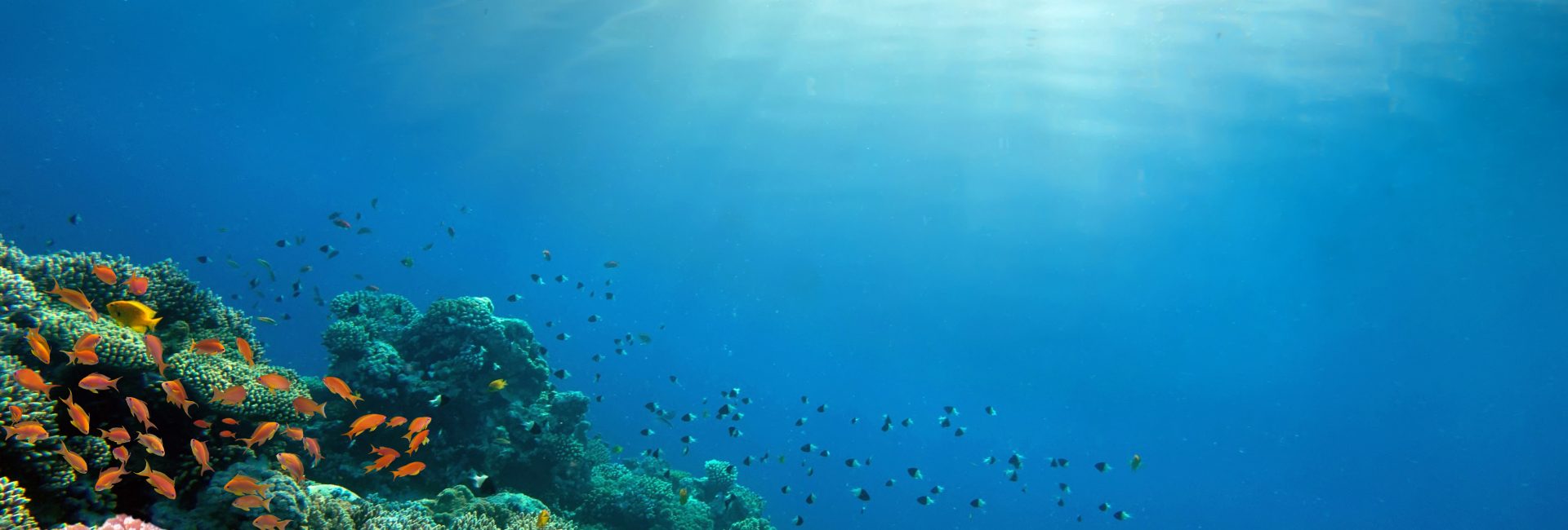 未来の海に希望をもたらす7つの海洋保護の事実