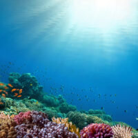 colorful coral reef underwater sunlight from above