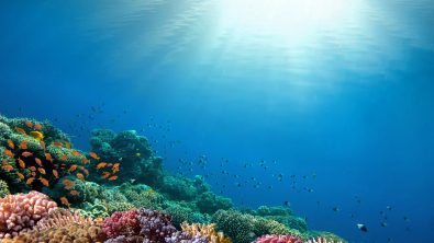 colorful coral reef underwater sunlight from above