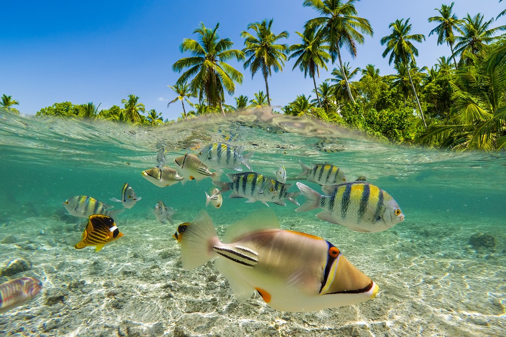 Several different species of fishes swimming together in the shallow waters around a tropical island beach
