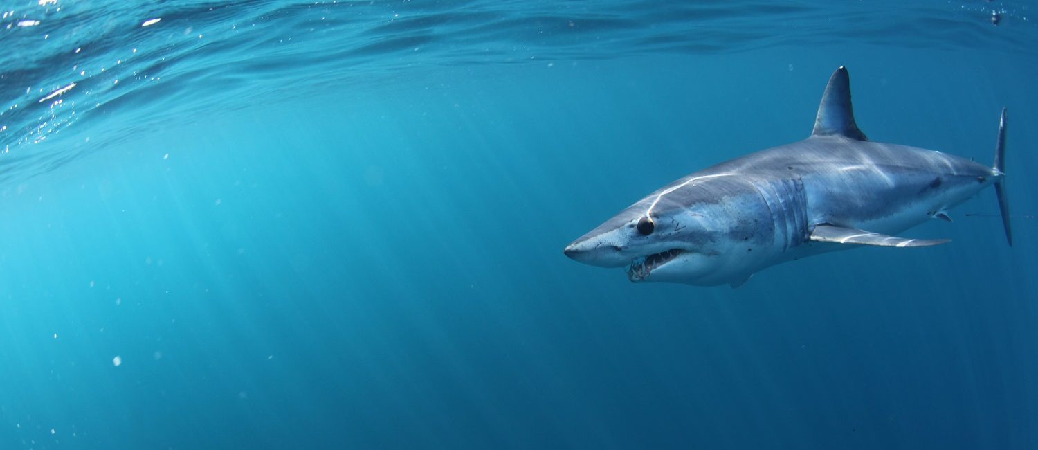 Make Your Voice Heard for Endangered North Atlantic Mako Sharks with PADI AWARE