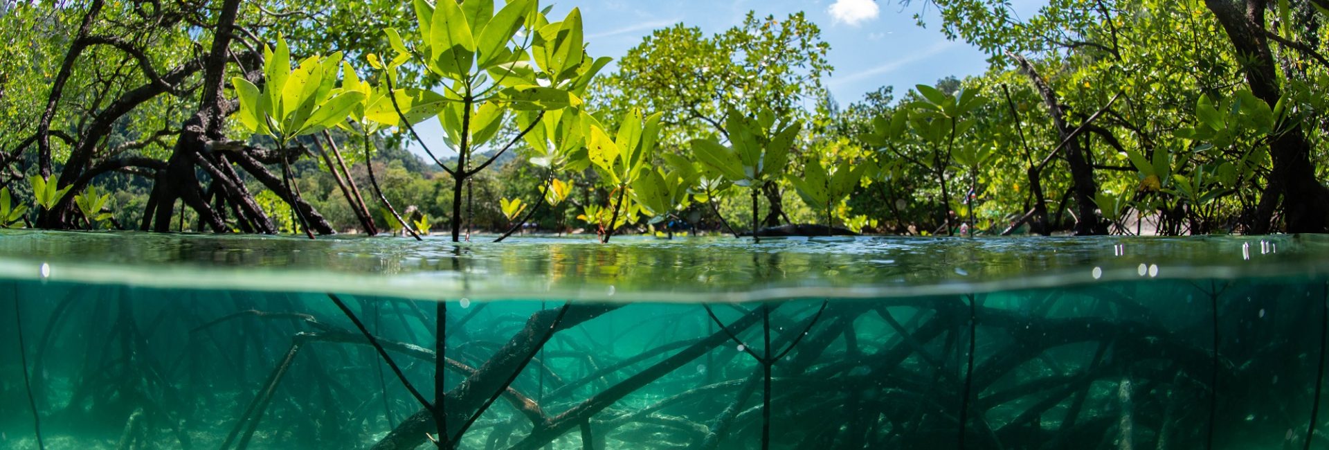 PADI & The Ocean Foundation: Let’s Restore Blue Carbon Ecosystems Together