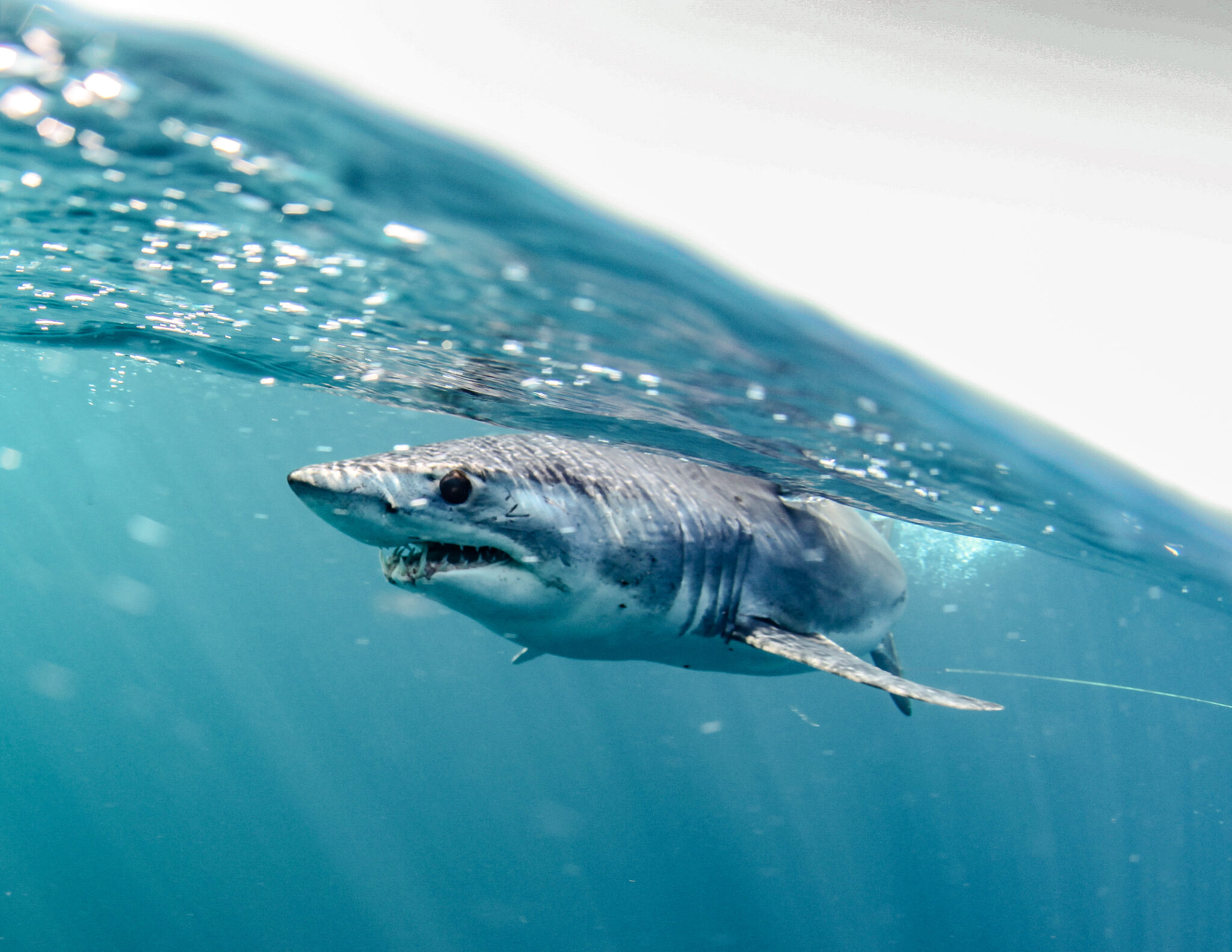 A shortfin mako shark swimming beneath the surface of the ocean and one reason why shark diving in California is so popular
