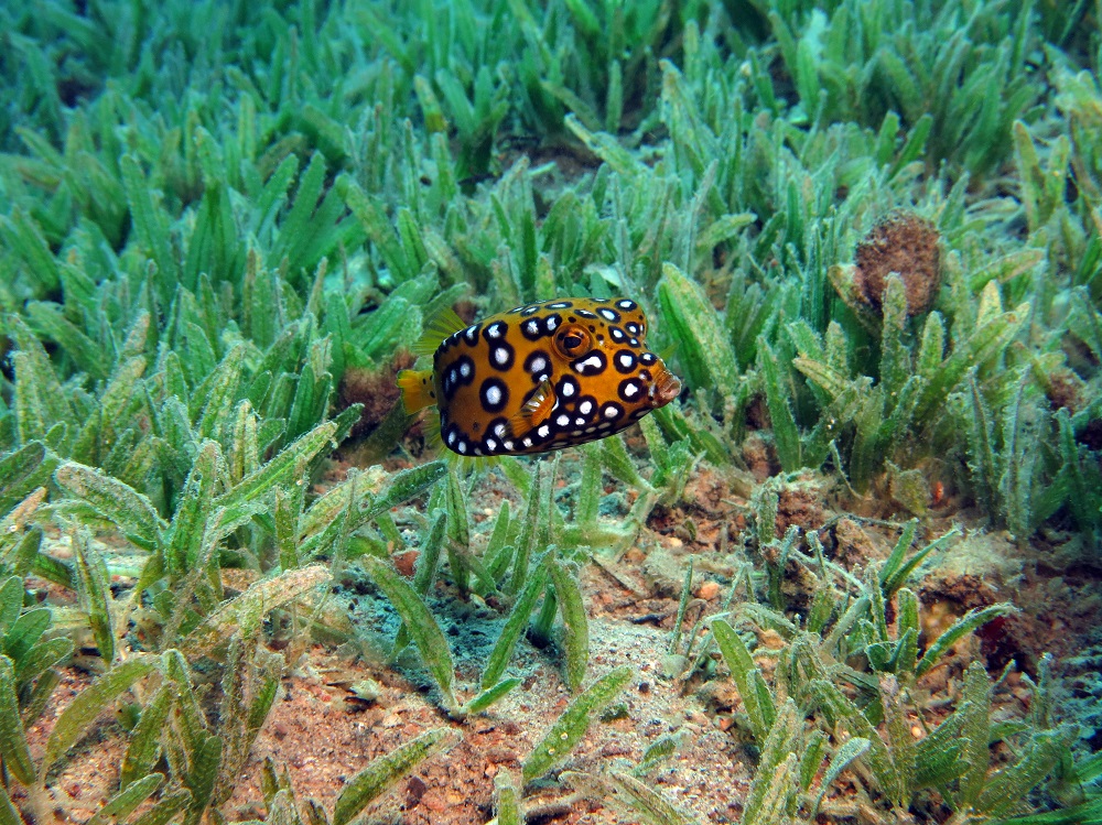 Juvenile yellow boxfish in seagrass