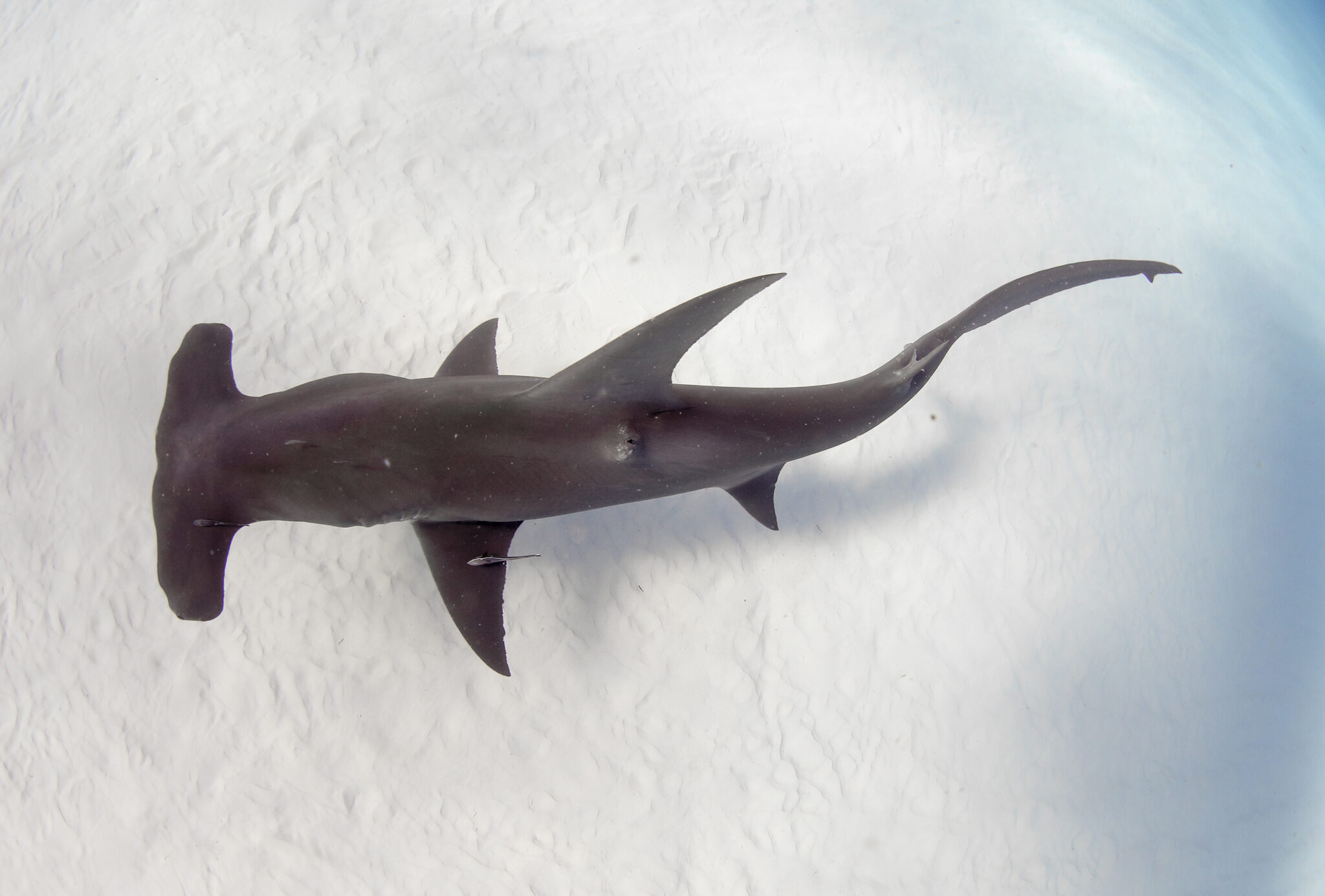 Top down view of hammerhead shark
