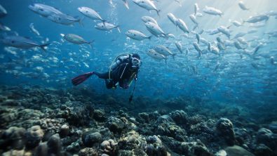 a scuba diver hovers over a reef surrounded by fish