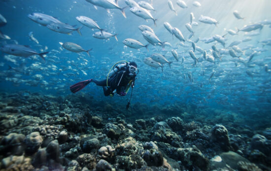 a scuba diver hovers over a reef surrounded by fish