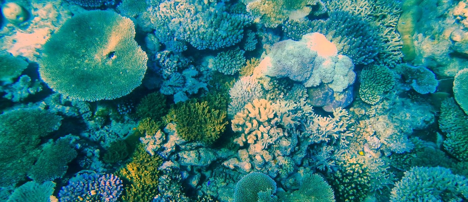Counting Coral: Viola’s Passion for Reef Restoration