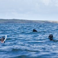 basking shark swimming