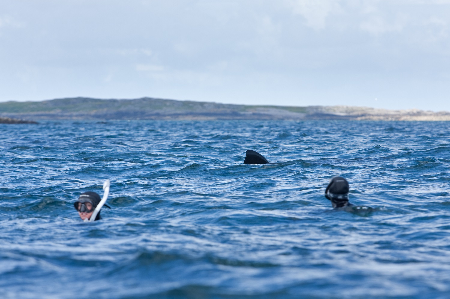 basking shark swimming