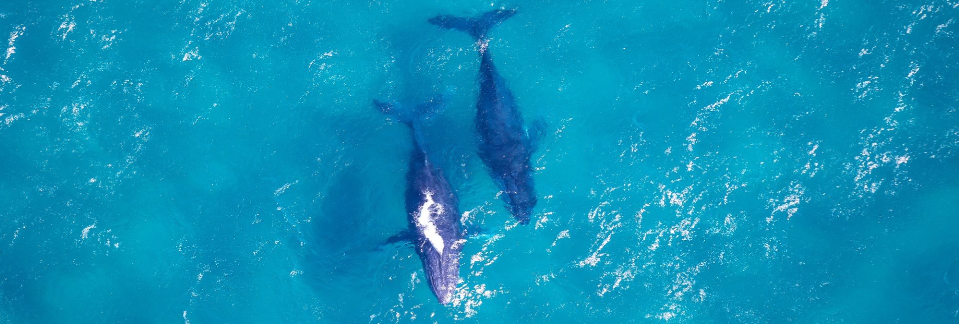 Divers, Surfers and Sailors United: Protect 30% of our Ocean by 2030