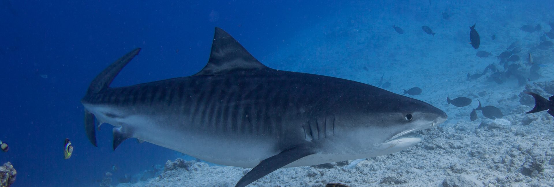PADI Meets with Maldivian Ministry to Confirm Protection of Sharks