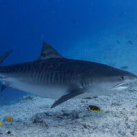 shark in the Maldives