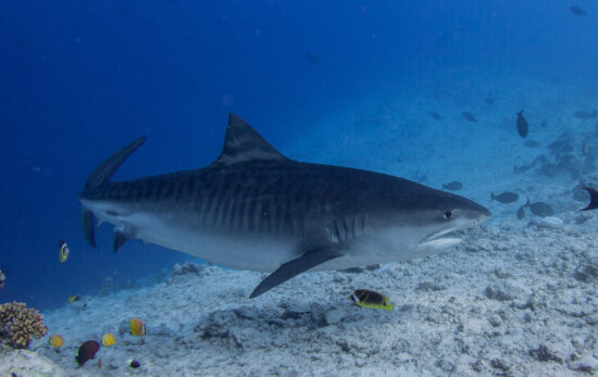 shark in the Maldives