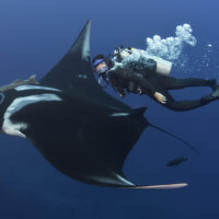 Diving into conservation with Andrea Marshall, the Queen of Mantas!