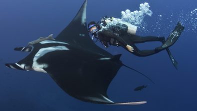 Diving into conservation with Andrea Marshall, the Queen of Mantas!