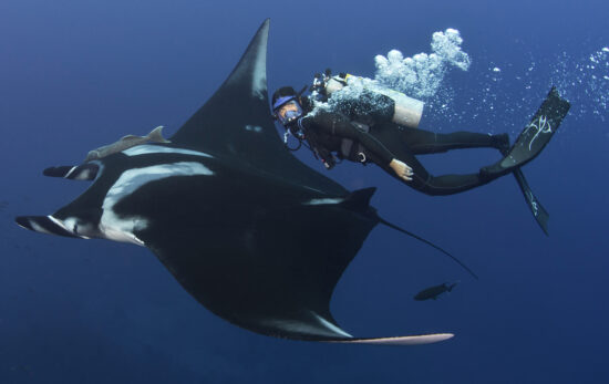Diving into conservation with Andrea Marshall, the Queen of Mantas!