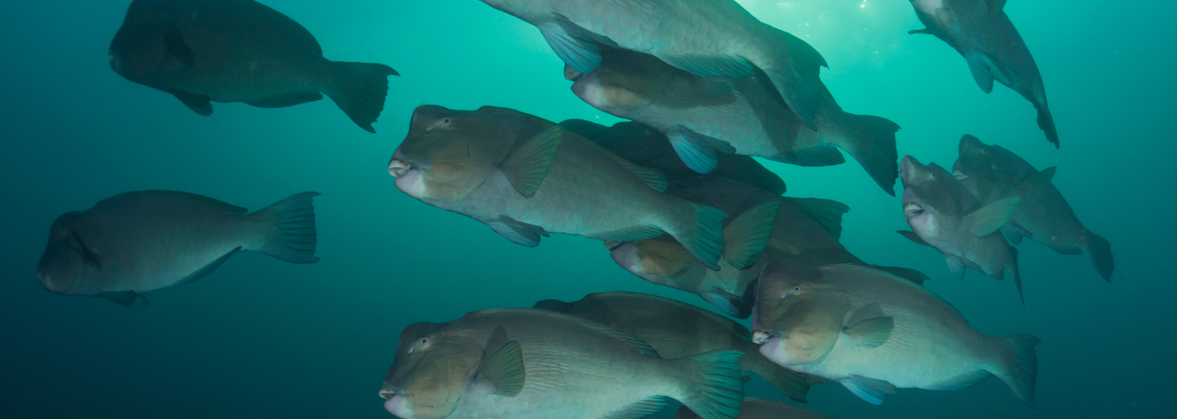 Funny Fish Names