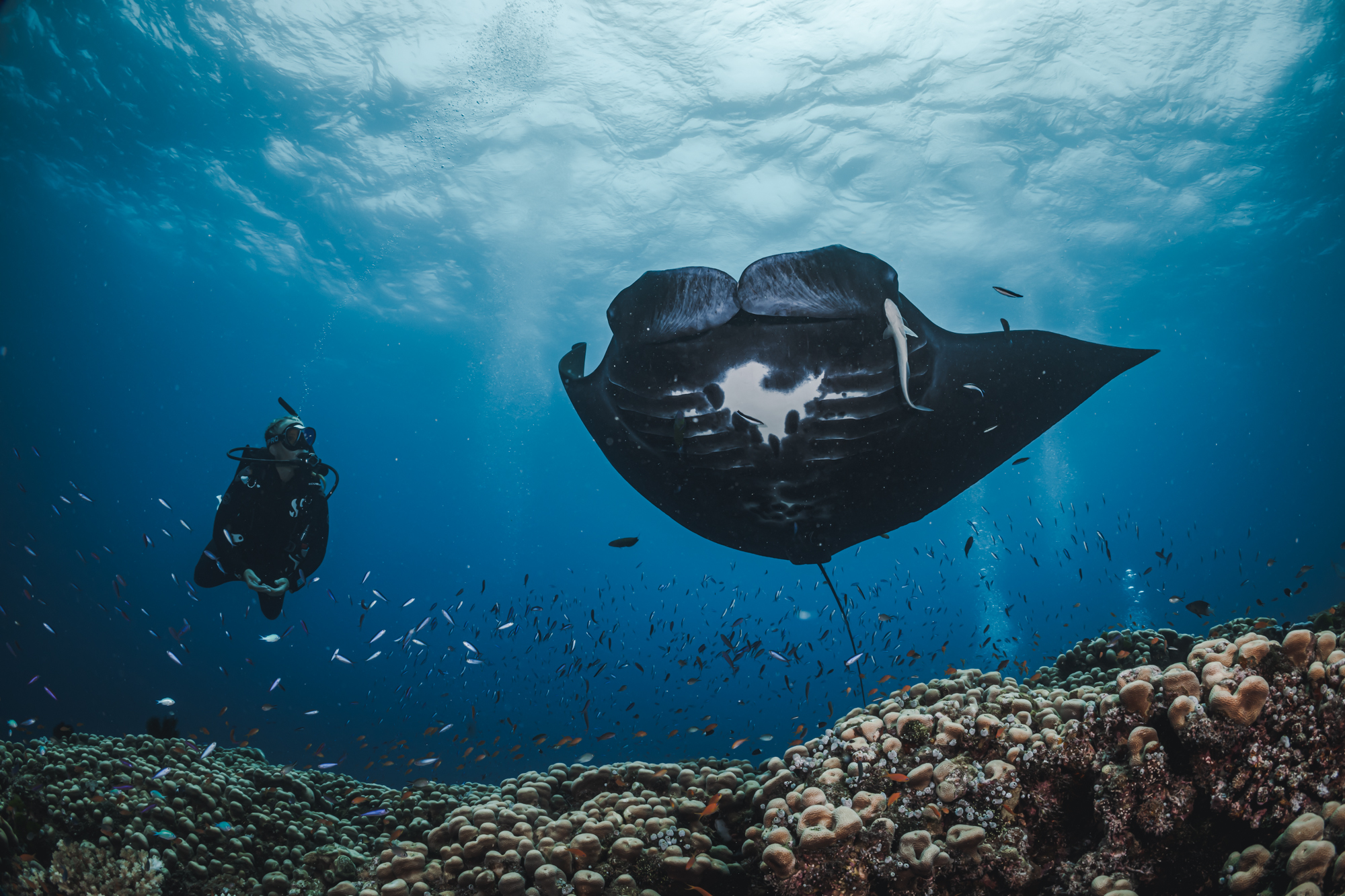 Taucher trifft auf einen Mantarochen