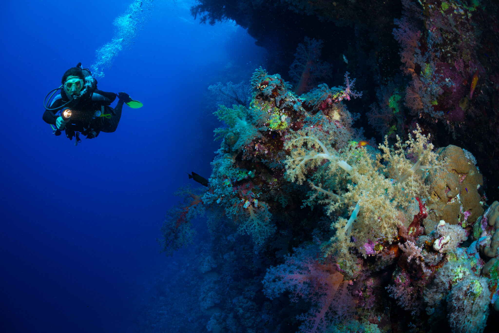 A scuba diver shines a light on a coral reef underwater