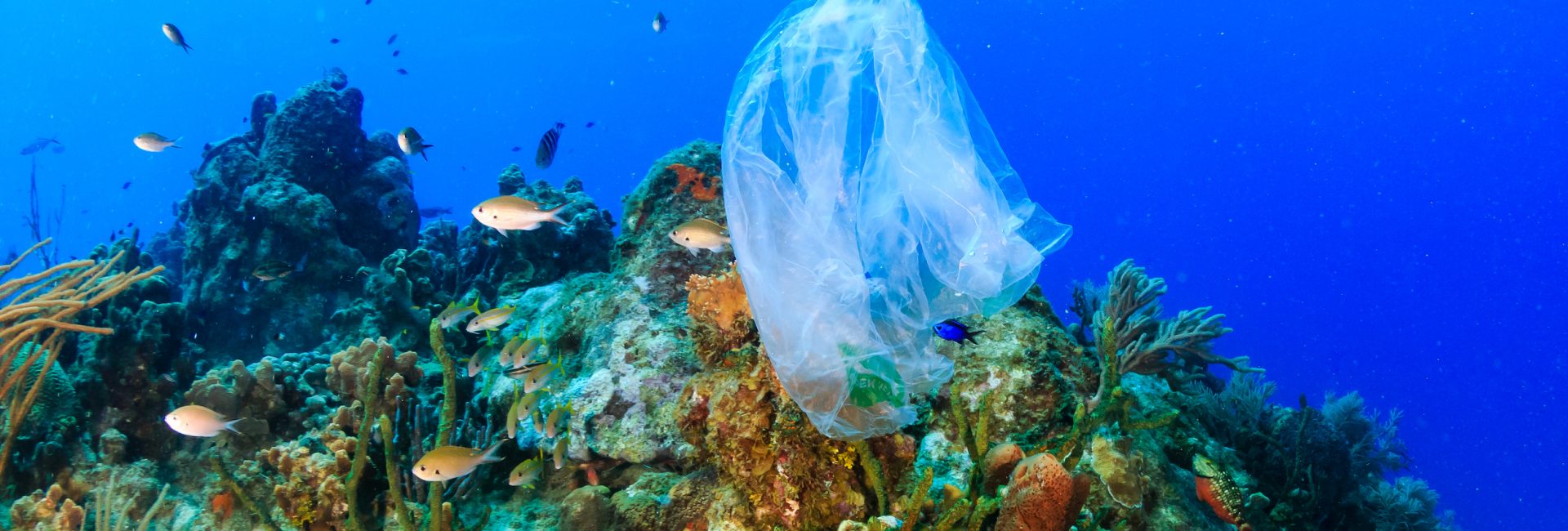 How Eco-Friendly Is Your Lifestyle?